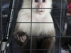 Capuchin