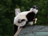 Black and White Ruffed Lemur