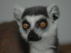Ring-Tailed Lemur