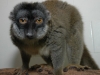 Common Brown Lemur