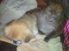 Java with Puppy