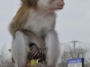 Java Macaque