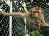 Pig Tailed Macaque