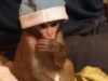 Rhesus macaque