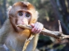 Pigtail Macaque