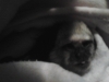 Geoffrey Marmoset