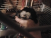 Geoffrey Marmoset