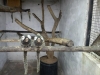 Common  Marmosets