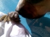 Marmoset Hybred
