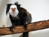 White-fronted marmoset