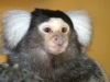 Common Marmoset