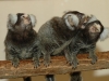 Common Marmoset