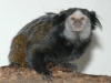 Wied’s black tufted-earr marmoset