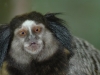 Black-pencilled marmoset