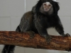 Black-pencilled marmoset