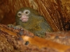 Pygmy marmoset