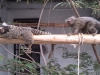 Common Marmosets