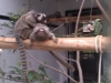 Common Marmosets