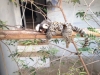 Marmoset With baby