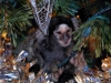 Common Marmoset - Louie in our Christmas tree