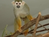 Common squirrel monkey