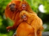 Golden Lion Tamarin