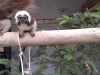 Cotton Top Tamarin
