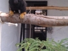 Red Handed Tamarin