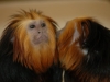 Golden-headed lion tamarin