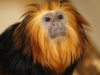Golden-headed lion tamarin - Adult Face