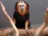 Golden-headed lion tamarin - Youngster