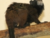 Saddle-back tamarin