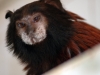 Red-mantle Saddle-back Tamarin
