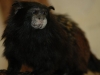 Geoffroy\'s Saddle-back Tamarin