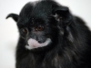 White-lipped Tamarin
