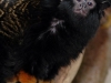 Midas tamarin
