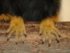 Midas tamarin - Hands
