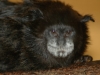 Spix\'s Black-mantled Tamarin