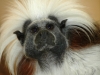 Cotton Top Tamarin