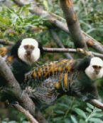 Geoffrey Marmoset