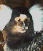 common marmoset