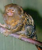 Pygmy Marmoset
