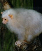 Silvery Marmoset