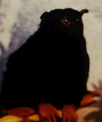 Red Handed Tamarin