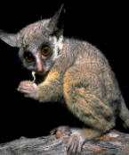 Lesser Bushbaby
