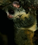 Lesser Bushbaby
