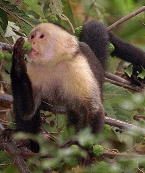 White Faced Capuchin