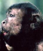 Black-capped capuchin