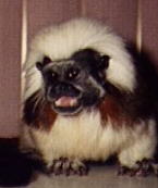 Cotton Top Tamarin