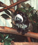 Emperor Tamarin